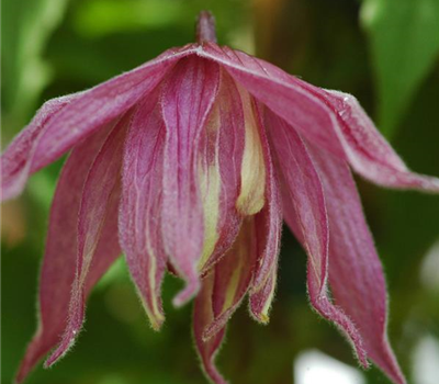 Clematis koreana 'Columella'