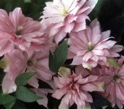 Clematis 'Violet Elizabeth'