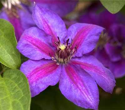 Clematis 'Mrs N. Thompson'