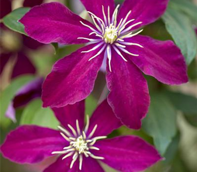 Clematis 'Niobe'