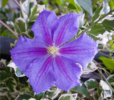 Clematis 'Perle d´Azur'