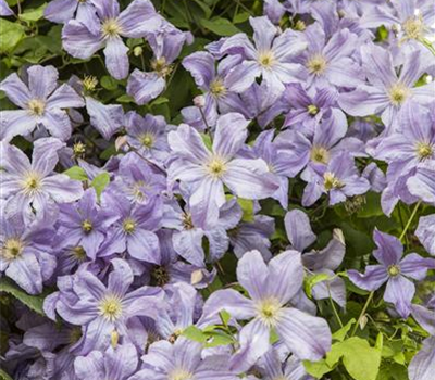 Clematis viticella 'Prince Charles'