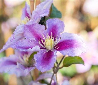 Clematis 'Tudor'