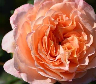 Rosa 'Augusta Luise'®