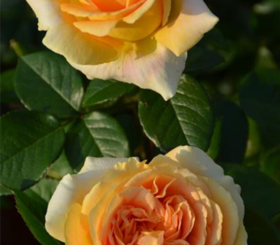 Rosa 'Candlelight'®