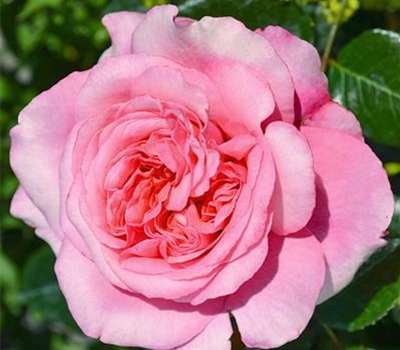 Rosa 'Comeback'®