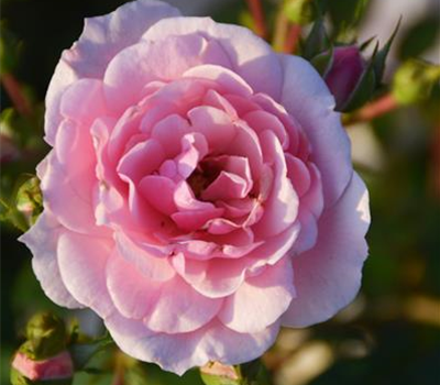 Rosa 'Bonica 82'®