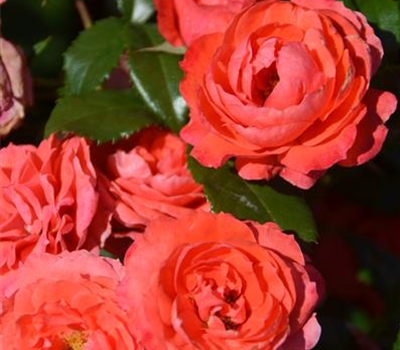 Rosa 'Cherry Girl'®