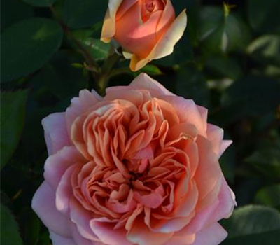 Rosa 'Chippendale'®