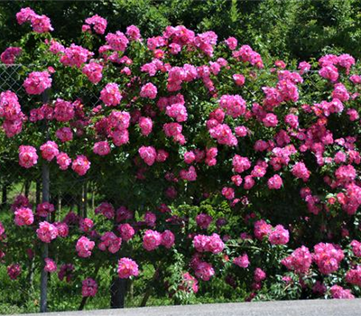 Rosa 'American Pillar'