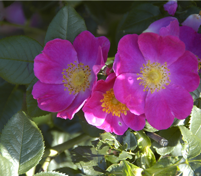 Rosa canina 'Kiese'