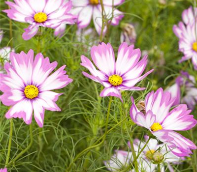 Cosmos bipinnatus