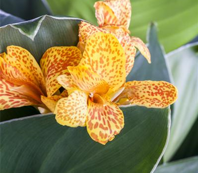Canna indica