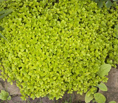 Origanum vulgare 'Gold'