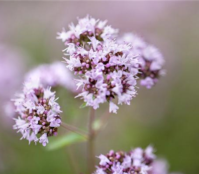 Origanum vulgare
