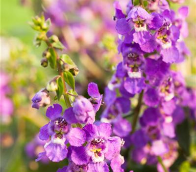 Angelonia Cultivars