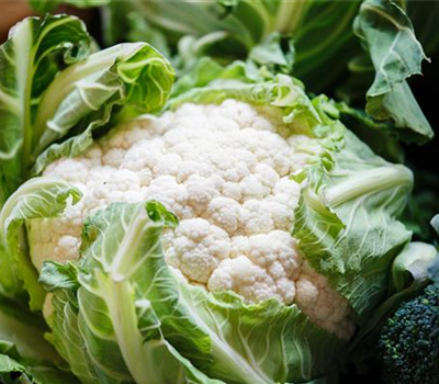 Blumenkohl
