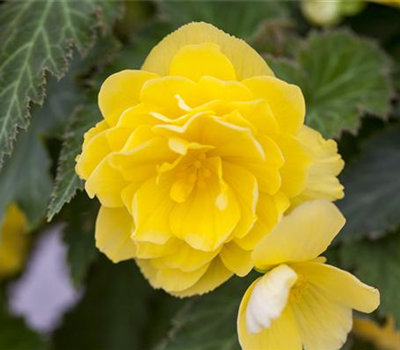 Begonia Tuberhybrida-Gruppe
