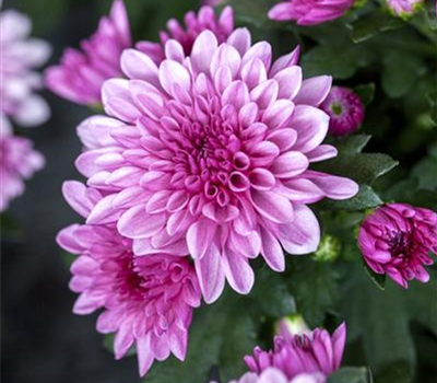 Chrysanthemum x grandiflorum