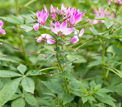Cleome hassleriana 'Senorita Rosalita'
