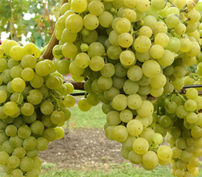 Birstaler Muskat weiss