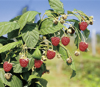 Blissy Herbsthimbeere