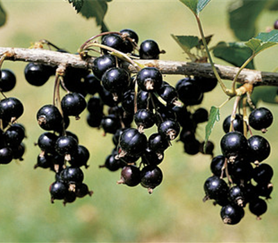 Dr. Bauers Ometa (Schwarz)