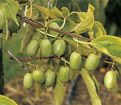 Issai (selbsfruchtbar)