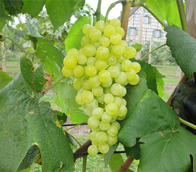 Robustarebe Himrod (kernenlos)