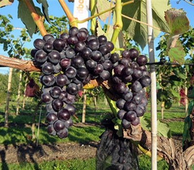 Robustarebe New York Muskat