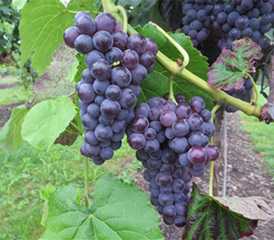 Robustarebe Sweety (Kernenlos)