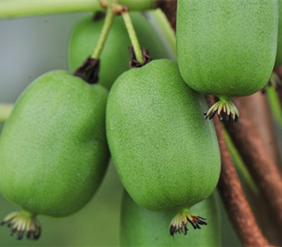 Vitikiwi (selbsfruchtbar)