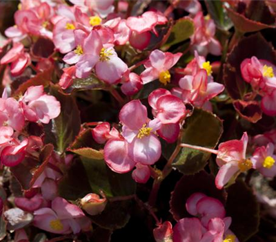 Begonia Semperflorens-Gruppe