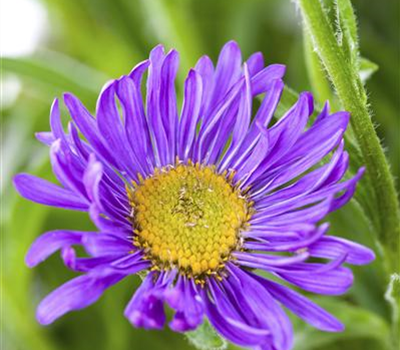 Dorotheanthus bellidiformis