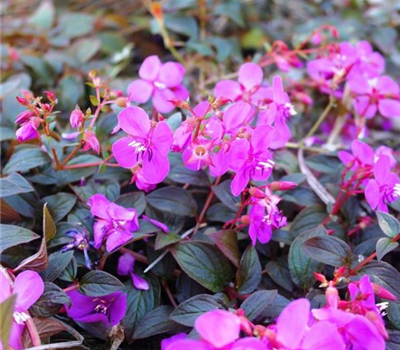 Centradenia grandifolia