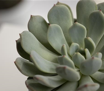 Echeveria elegans