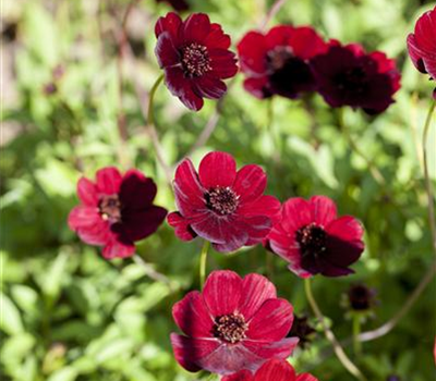 Cosmos atrosanguineus 'Chocamocha'