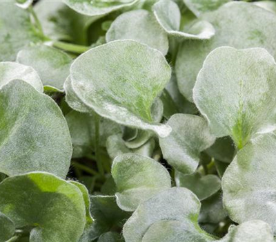 Dichondra repens