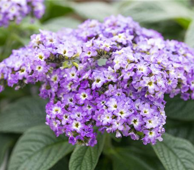Heliotropium arborescens