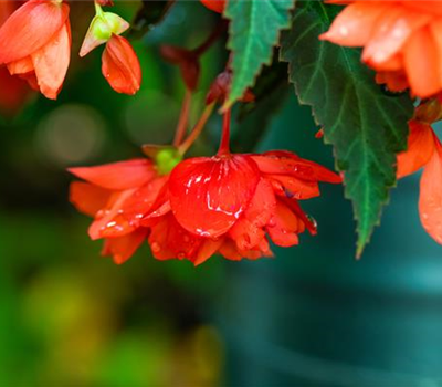 Begonia boliviensis 'Summerwings'