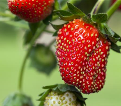 Fragaria x ananassa 'Fragoo'