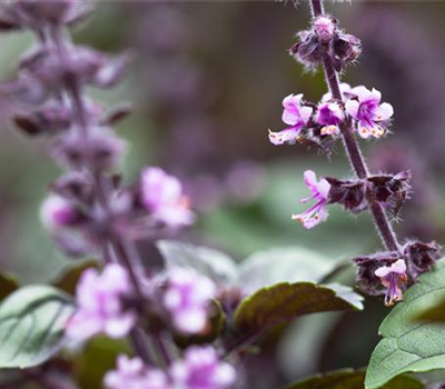 Ocimum basilicum 'African Blue'