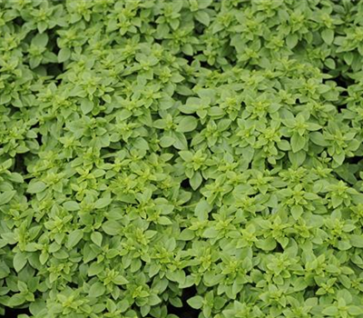 Origanum vulgare 'Kleinblättrig'