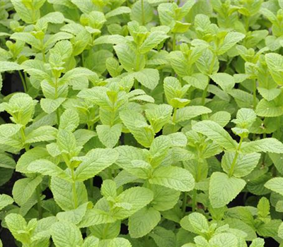 Minze, Englische Minze