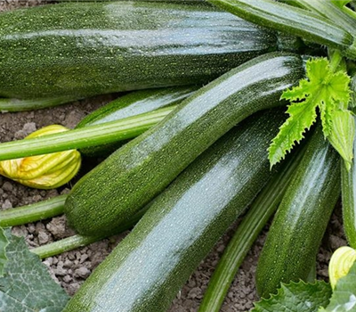 Zucchetti
