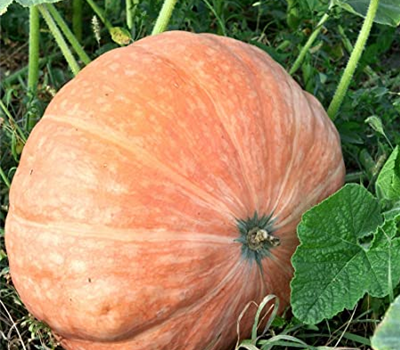 Kürbis