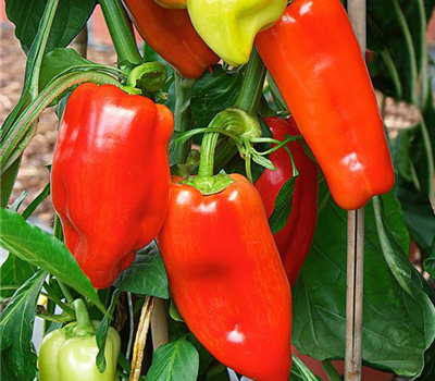 Peperoni