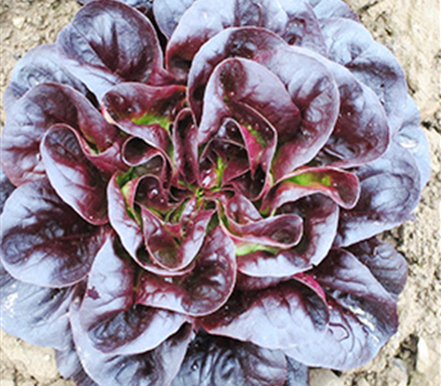 Salanova rot