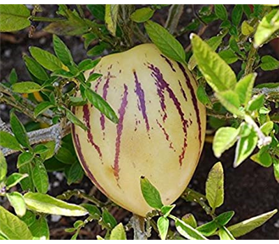 Birnenmelone (Solanum muricatum)