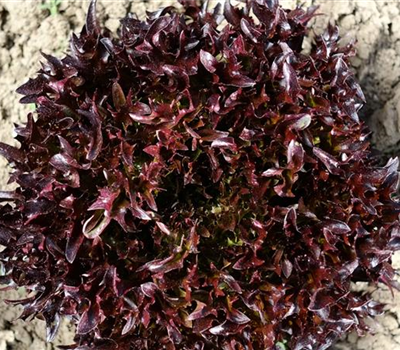 Salanova gekraust rot